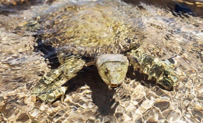 Mueren nueve personas tras comer carne de tortuga en Zanzíbar