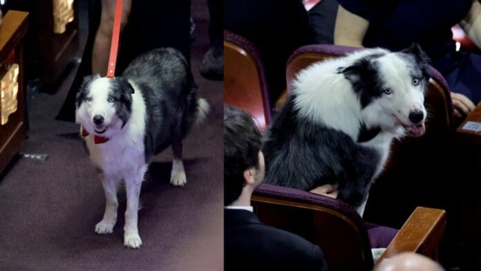Messi roba cámara en los Oscar; no el futbolista, el perrito de Anatomy of a Fall