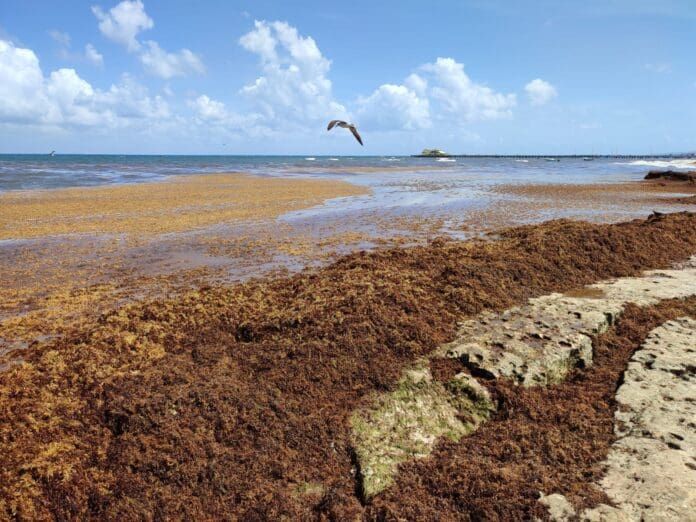 El aprovechamiento del sargazo es un tema muy importante para Playa del Carmen. Más investigadores están trabajando en proyectos.