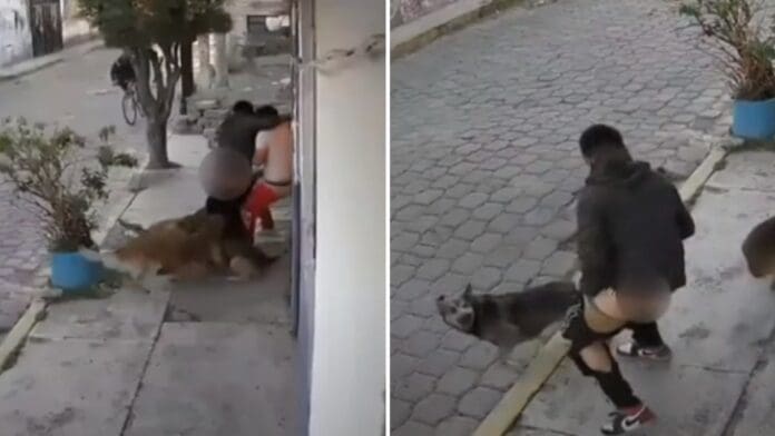 Jauría de perros ataca a dos jóvenes en Metepec, Edomex