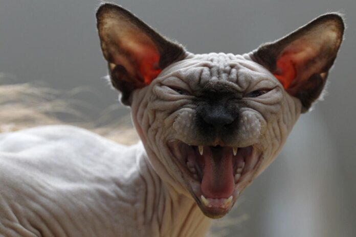 Cae un gato en una tina de químicos peligrosos y genera una alerta sanitaria en Japón