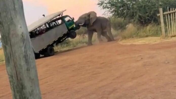 VIDEO Elefante embiste camión de safari en Parque Nacional de Pilanesberg, en Sudáfrica