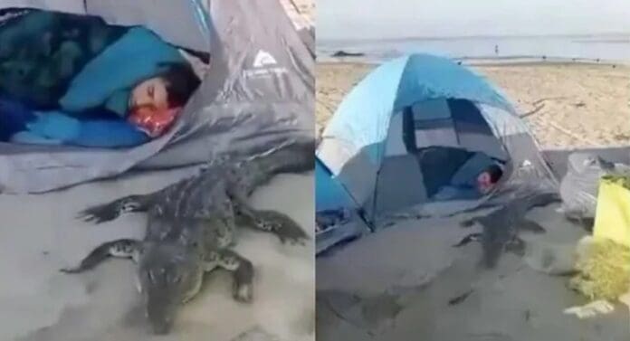 Video Cocodrilo sorprende a turistas durante un campamento en Jalisco y hasta duerme con ellos