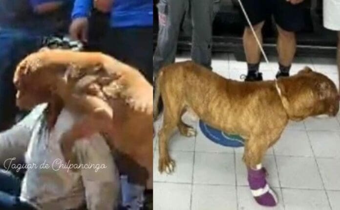 Adoptaron al perrito de la mujer que fue linchada en Taxco y que defendió hasta el último minuto a su dueña.