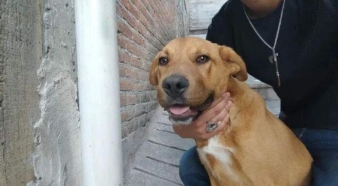 El segundo perrito de Ana Rosa, la mujer linchada en Taxco, Guerrero tras el asesinato de la niña Camila, de ocho años, ha sido rescatado.