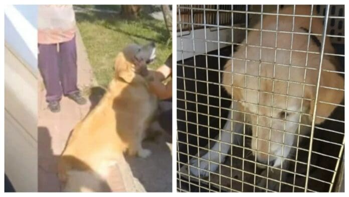 Mujer lleva a su perrito a la carnicería para sacrificarlo; caso enfurece a internautas