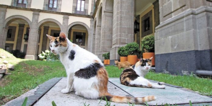 Gatos que viven en Palacio Nacional tendrán alimentación y cuidado de por vida, por orden de AMLO
