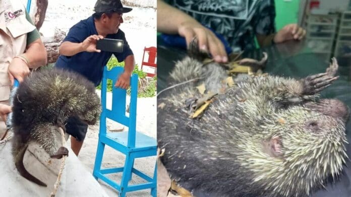Rescata la Fundación de Parques y Museos a puercoespín en Cozumel