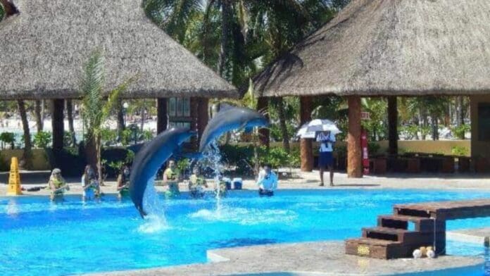 En Puerto Aventuras, activistas se manifestarán contra hotel Barceló Grand Maya por explotación animal en delfinarios