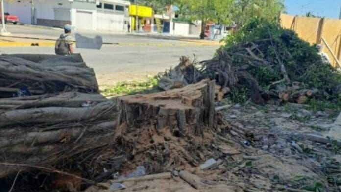 Empresa que taló dos árboles en Playa del Carmen no podrá abrir hasta que cumpla con todas las sanciones