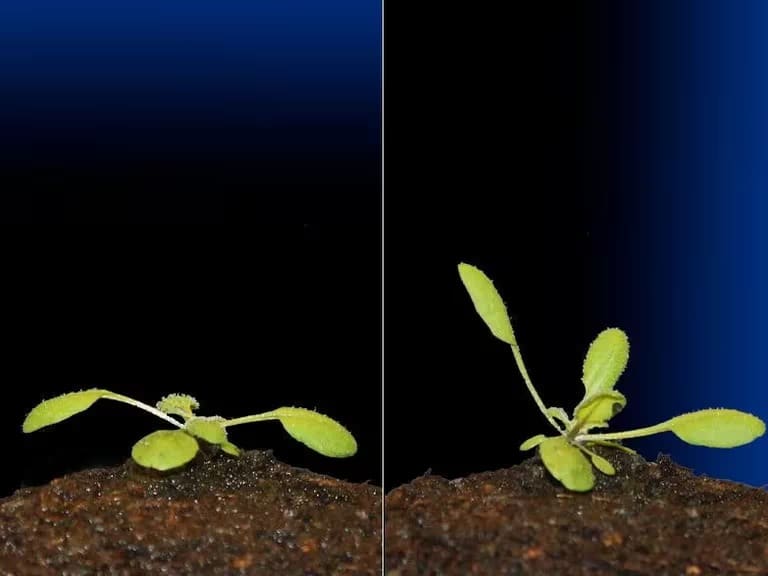 La NASA buscará plantar cultivos en la superficie de la Luna