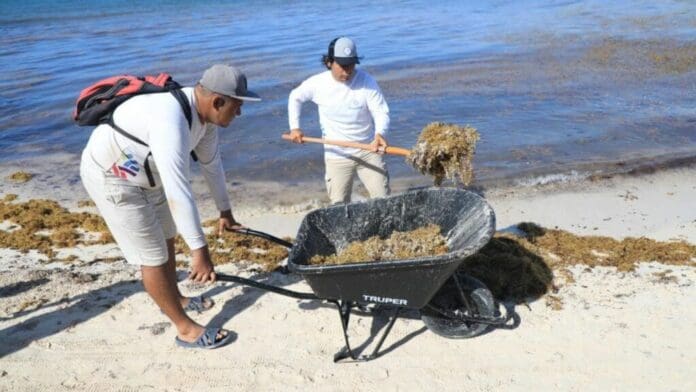 Conoce y consulta el semáforo de sargazo en Playa del Carmen