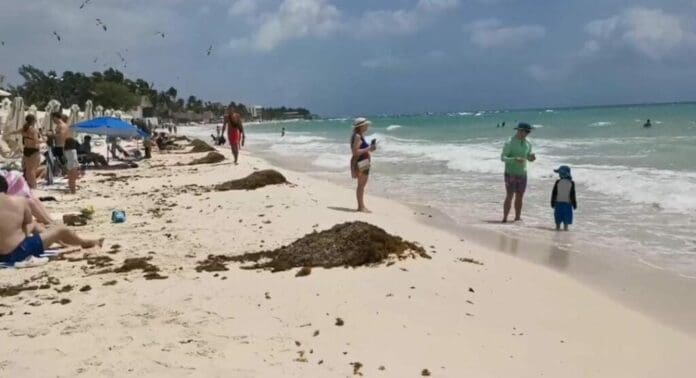 La temperatura ha aumentado y con ello incrementará el arribo de sargazo a Playa del Carmen. Podrían llegar de 200 a 300 toneladas al día.