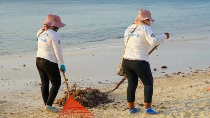 Apoyan proyecto para aprovechamiento del sargazo