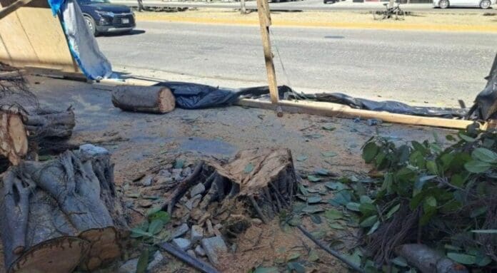 En Playa del Carmen, el cuidado del medio ambiente es un tema primordial. Para muestra la multa a quienes talaron árboles.