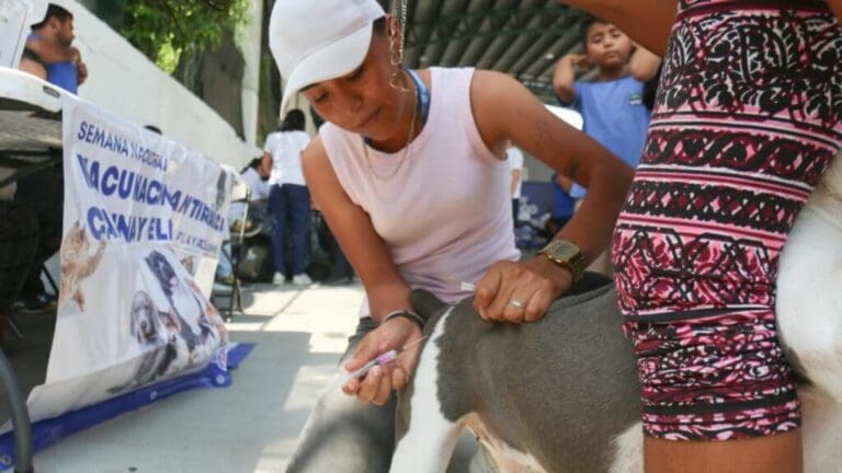 Aun hay tiempo para vacunar a mascotas de Playa del Carmen