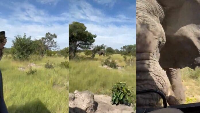 VIDEO Elefante ataca a grupo de turistas y muere una mujer de 80 años en Zambia