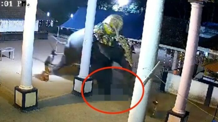 VIDEO: Elefante aplasta a un hombre y lo mata en plena presentación en vivo