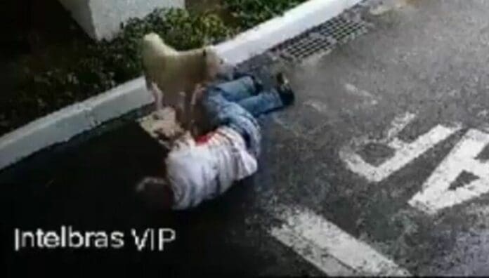 Video: Pitbulls atacan a perro y su dueño lo protege con su cuerpo