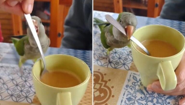 VIDEO: Lorito enternece las redes con curiosa habilidad para endulzar café