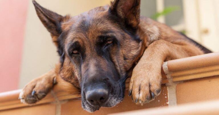 Afilador asesina con un cuchillo a perro en Ixtapaluca; vecinos exigen justicia