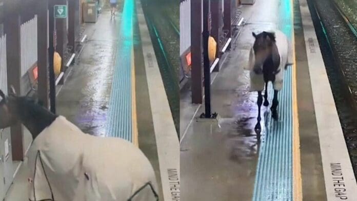 VIDEO Caballo se escapa de un hipódromo y termina en el interior del Metro de Sídney