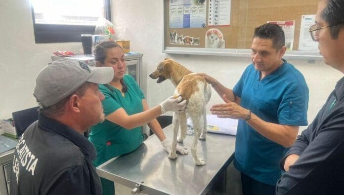 Unos jóvenes arrojaron a un perrito a un pozo en León, Guanajuato. Uno de ellos carga al lomito que además tiene amarrada una cuerda.