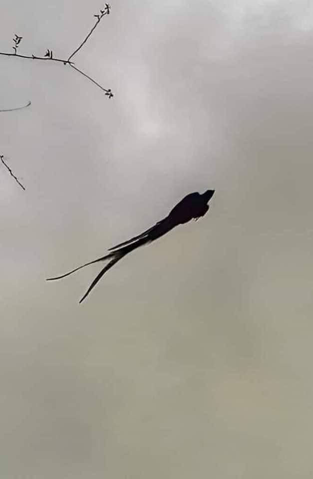 Captan a impresionante Quetzal volando en el cielo de Chiapas
