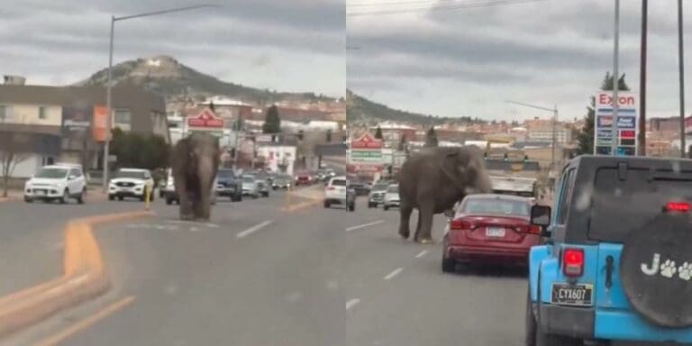 Elefante escapó del circo y deambuló por las calles de Montana, EEUU