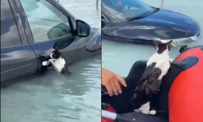 Así fue el rescate de un gatito que se aferró a un auto tras inundaciones en Dubái