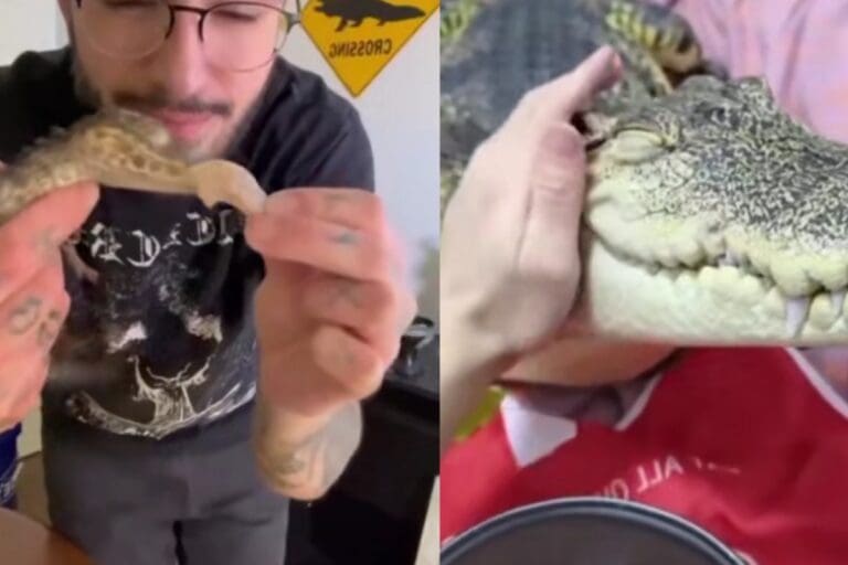 VIDEO: Joven salva a reptil y lo convierte en su mascota "es un cocodrilo doméstico"
