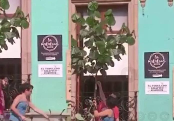 Video: Denuncian a pareja extranjera que podó un árbol en Oaxaca de Juárez