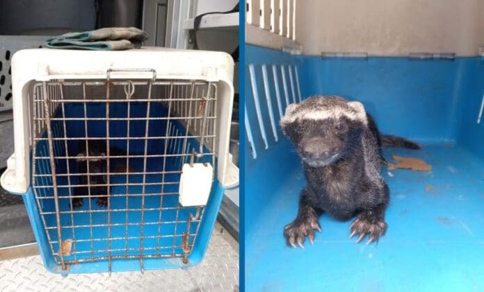 Encuentran misteriosa criatura dentro de escuela en Veracruz, no es típica de esa región