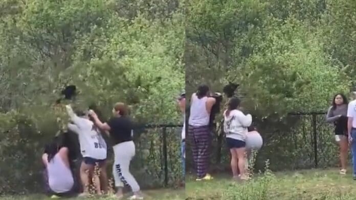 VIDEO: Personas son captadas agarrando cachorros de oso para tomarse fotos