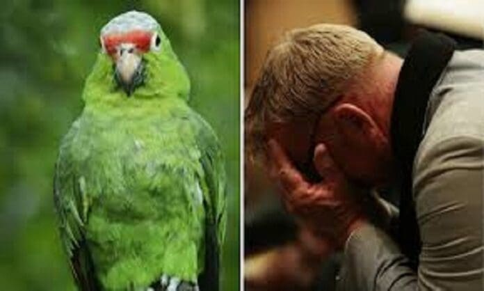 Hombre descubre que su esposa le era infiel porque sus loros repetían: “Mi marido no está, ven”