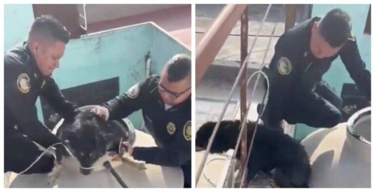 Policías de la CDMX rescatan a perrito atrapado en un tinaco