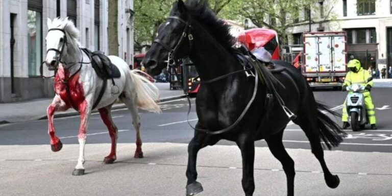 Caballos del ejército británico causan pánico en Londres; hay heridos