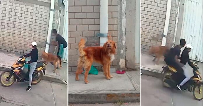 Captan a una pareja abandonando un perrito en las calles de Puebla