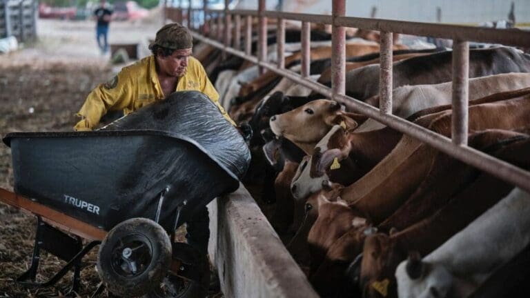 Histórico retorno a la exportación de ganado bovino desde Quintana Roo a Estados Unidos