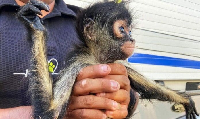 Las autoridades lograron la detención de una pareja que buscaba vender a un mono araña de manera ilegal en Querétaro.