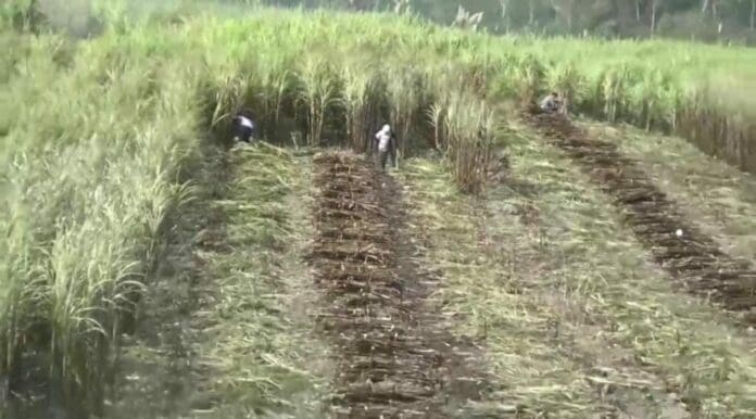 Autoridades federales y de Quintana Roo trabajan para que a partir del uso de tecnología se pueda modernizar el cultivo de caña en la entidad