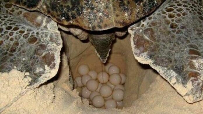 Se registran cuatro nidos de tortuga en seis días en Playa del Carmen