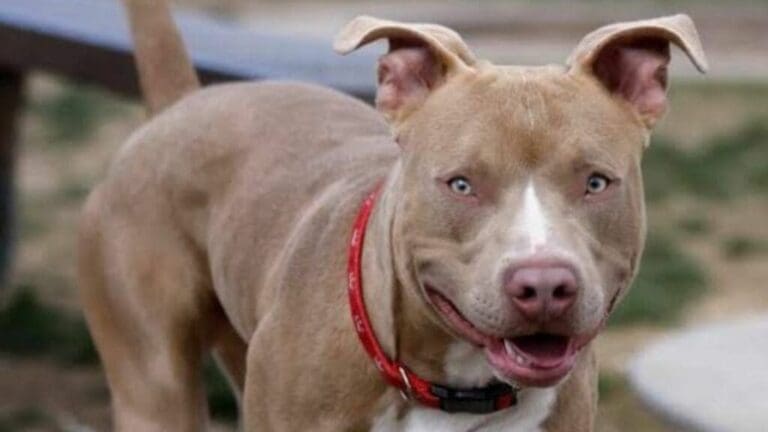 Detenido en Playa del Carmen por maltrato animal podría ser un caso de zoofilia