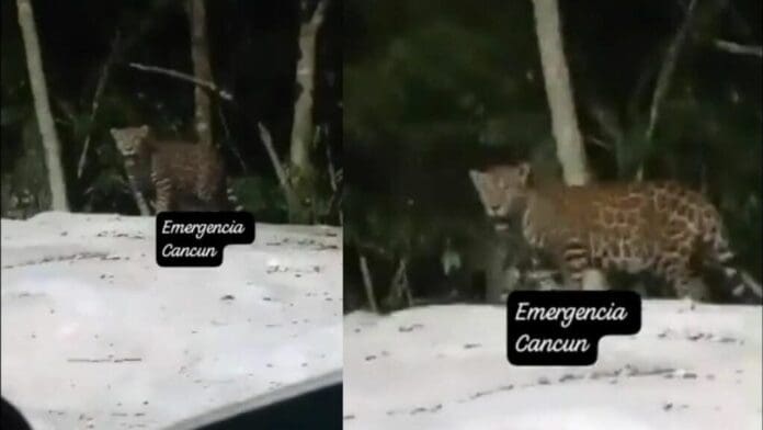 Captan a un jaguar cerca del fraccionamiento Aloja en Cancún