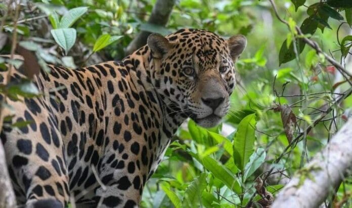 Ambientalistas que han denunciado las afectaciones por las obras del Tren Maya, dieron a conocer la muerte de otro jaguar.