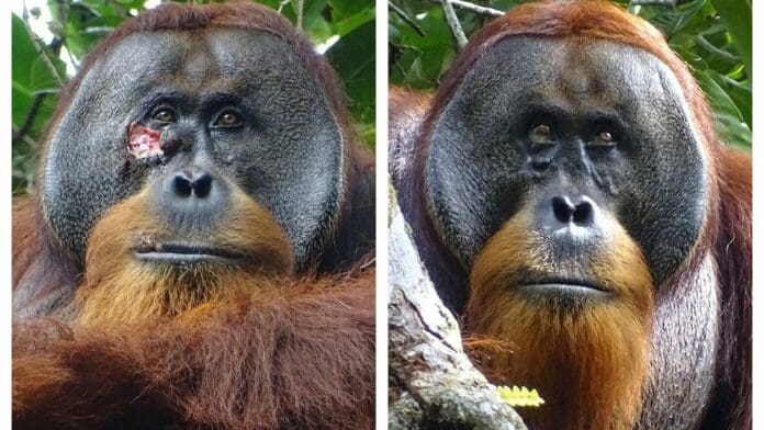 'Rukus', el primer orangután salvaje que se cura una herida con una planta medicinal