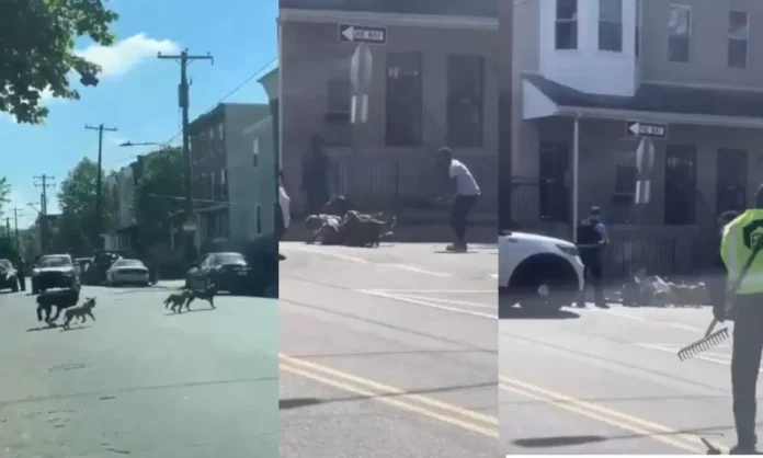 Policía dispara contra perros para salvar a un hombre en EEUU