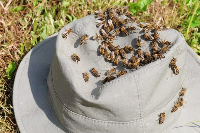 Ataque de un enjambre de abejas mató a un hombre en Sinaloa