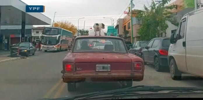 Video: Un conductor salió de paseo y llevó a su perro... en el techo del auto