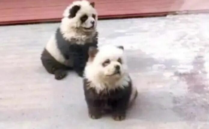 VIDEO: Zoológico en China desata polémica por pintar perros como pandas